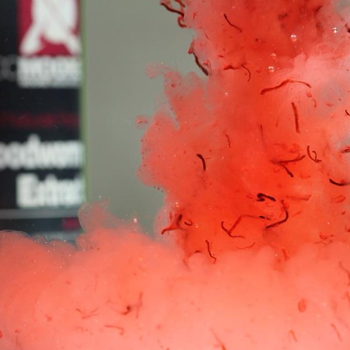 El CC Moore Liquid Bloodworm Compound es uno de los alimentos líquidos más eficaces y naturales jamás creados para la pesca de carpas y peces gruesos..