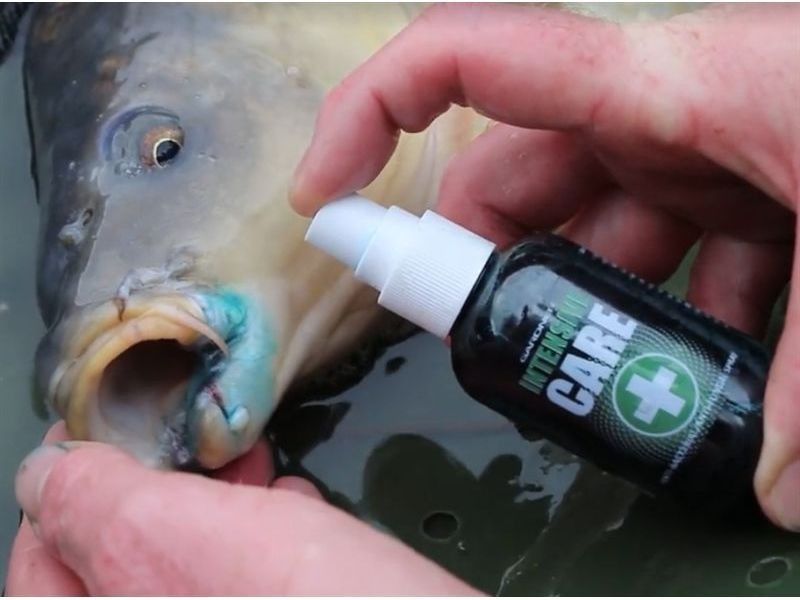 Gardner Intensive Care - Imagen 2