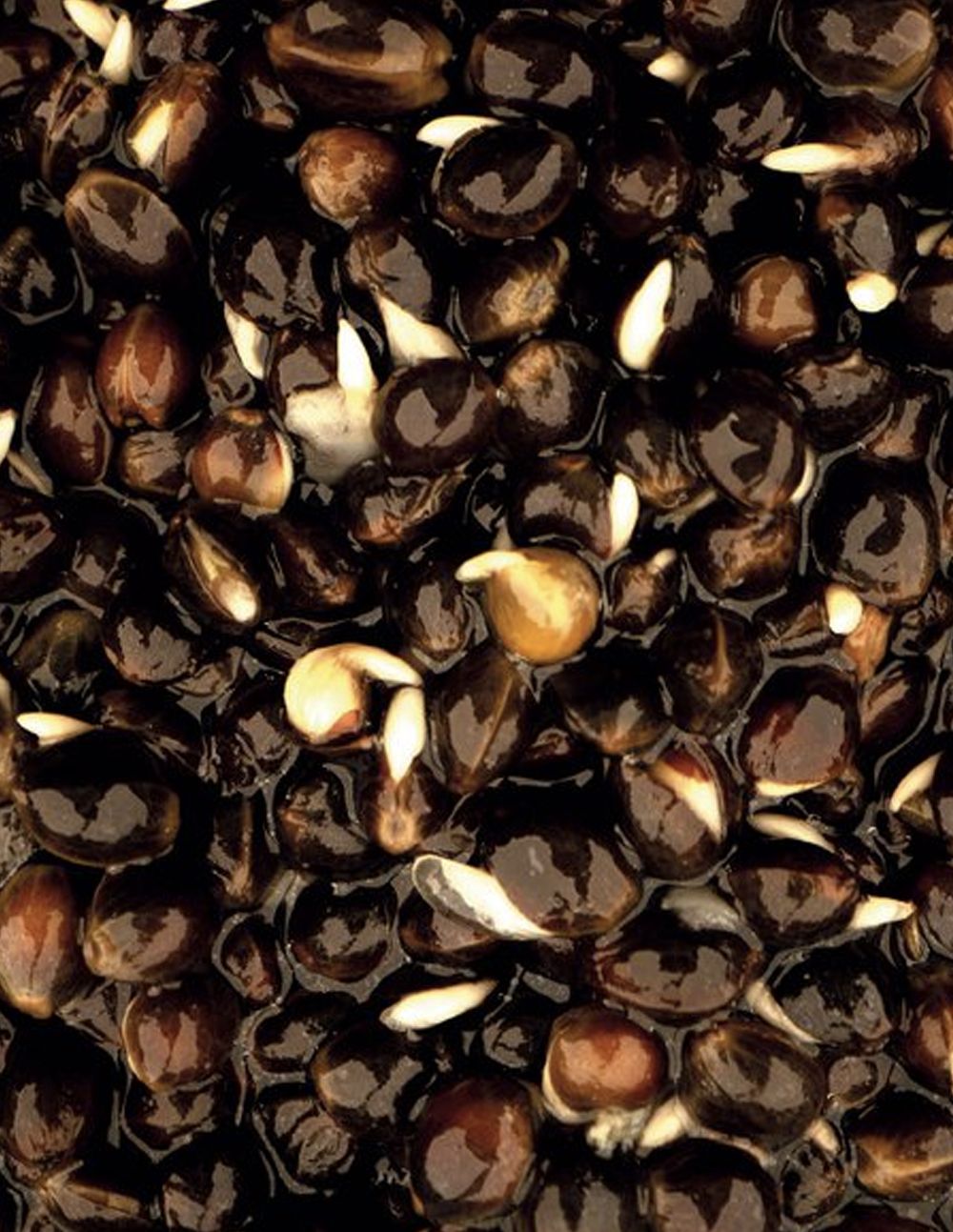 Nash Oily Hemp 500ml - Imagen 2