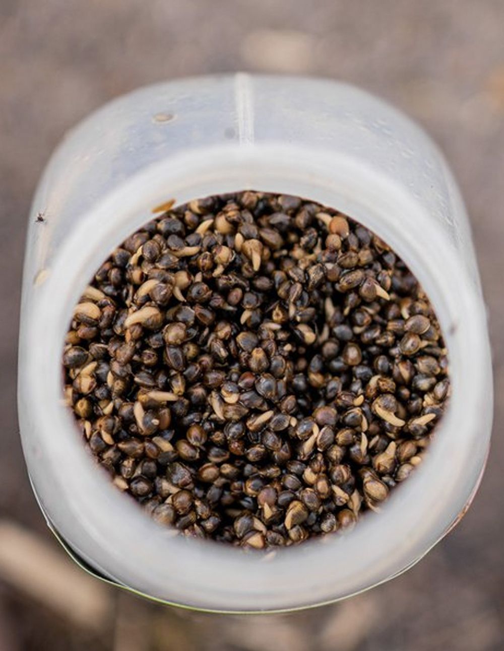 Nash Oily Hemp 500ml - Imagen 3