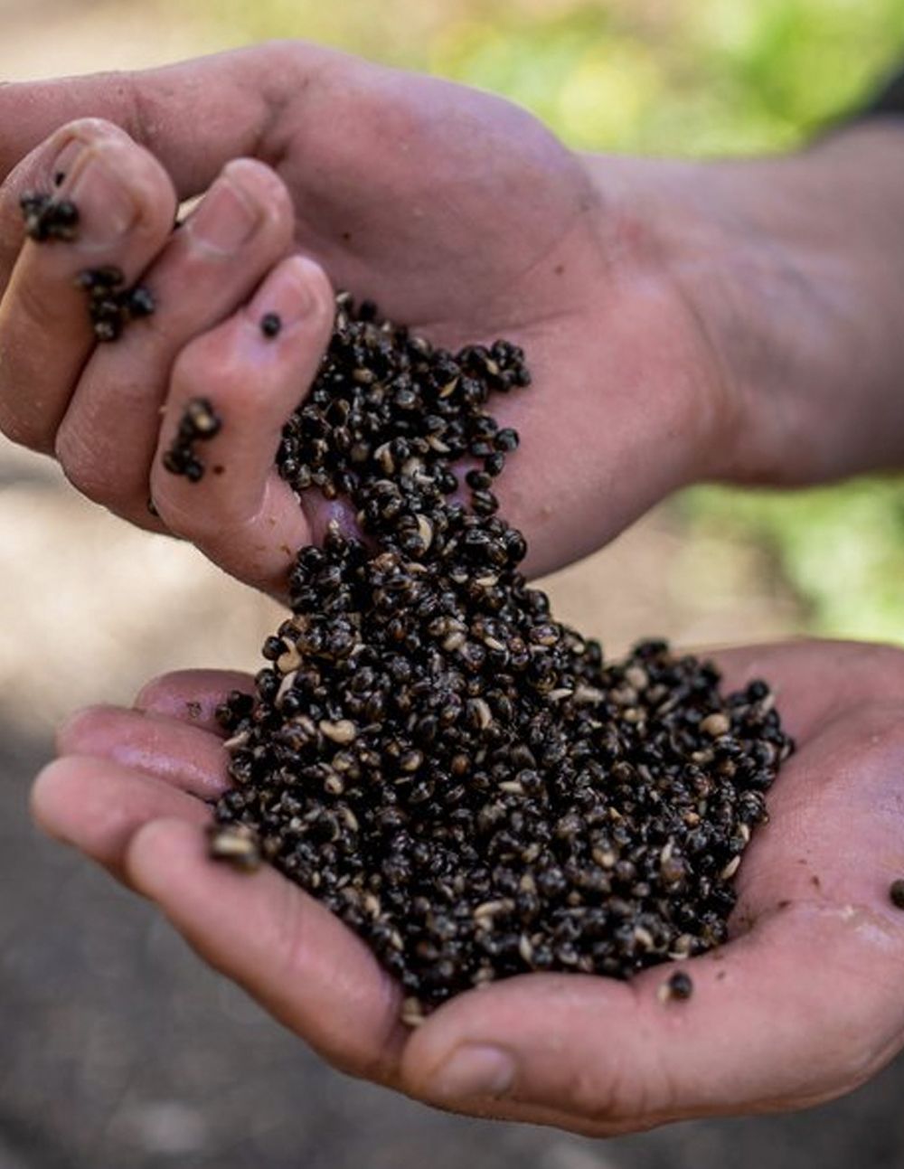 Nash Oily Hemp 500ml - Imagen 4