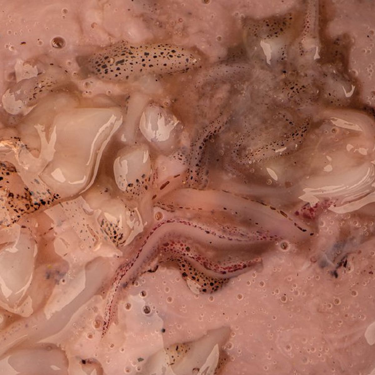 Nash Salted Squid 500ml - Imagen 2