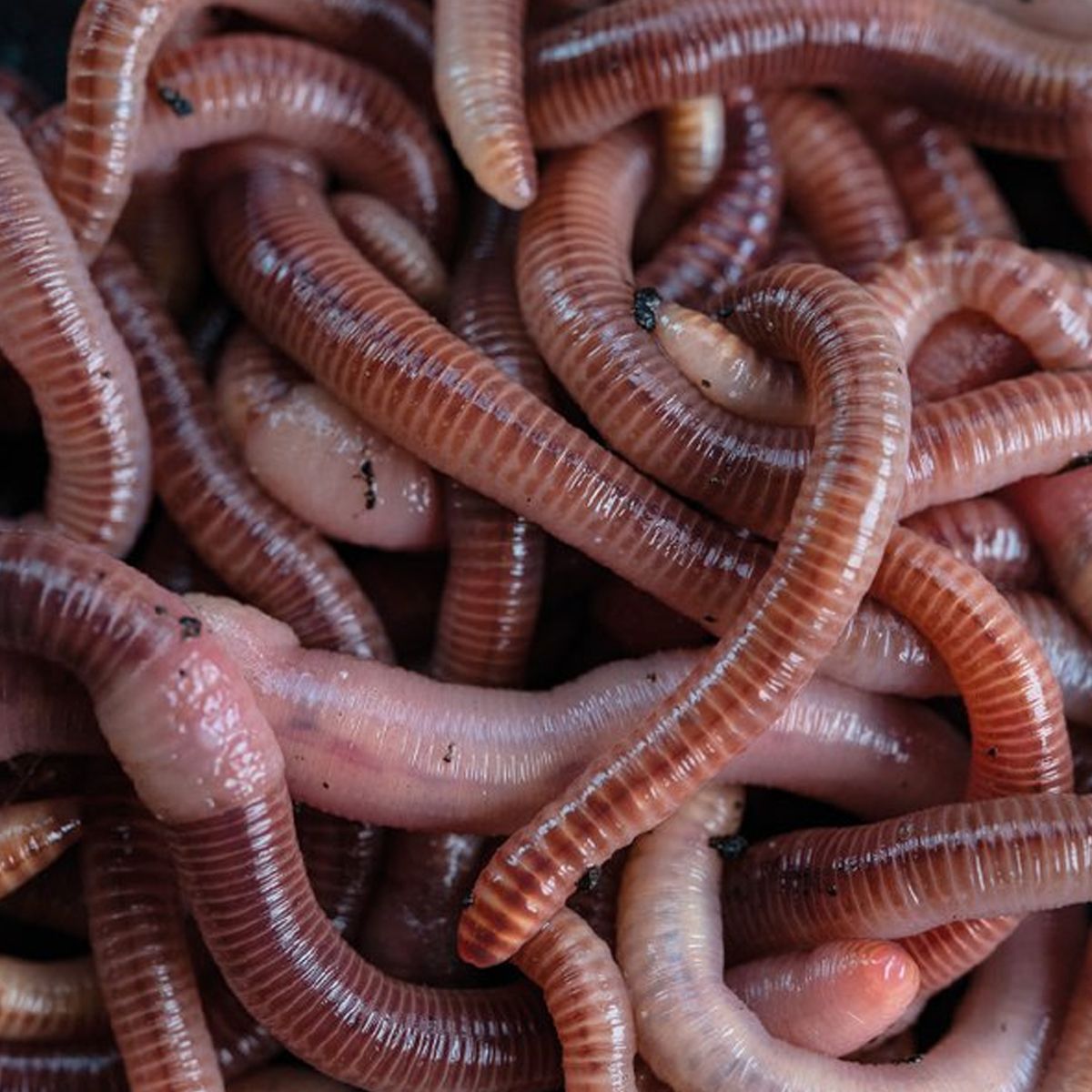 Nash Wormcell 500ml - Imagen 2