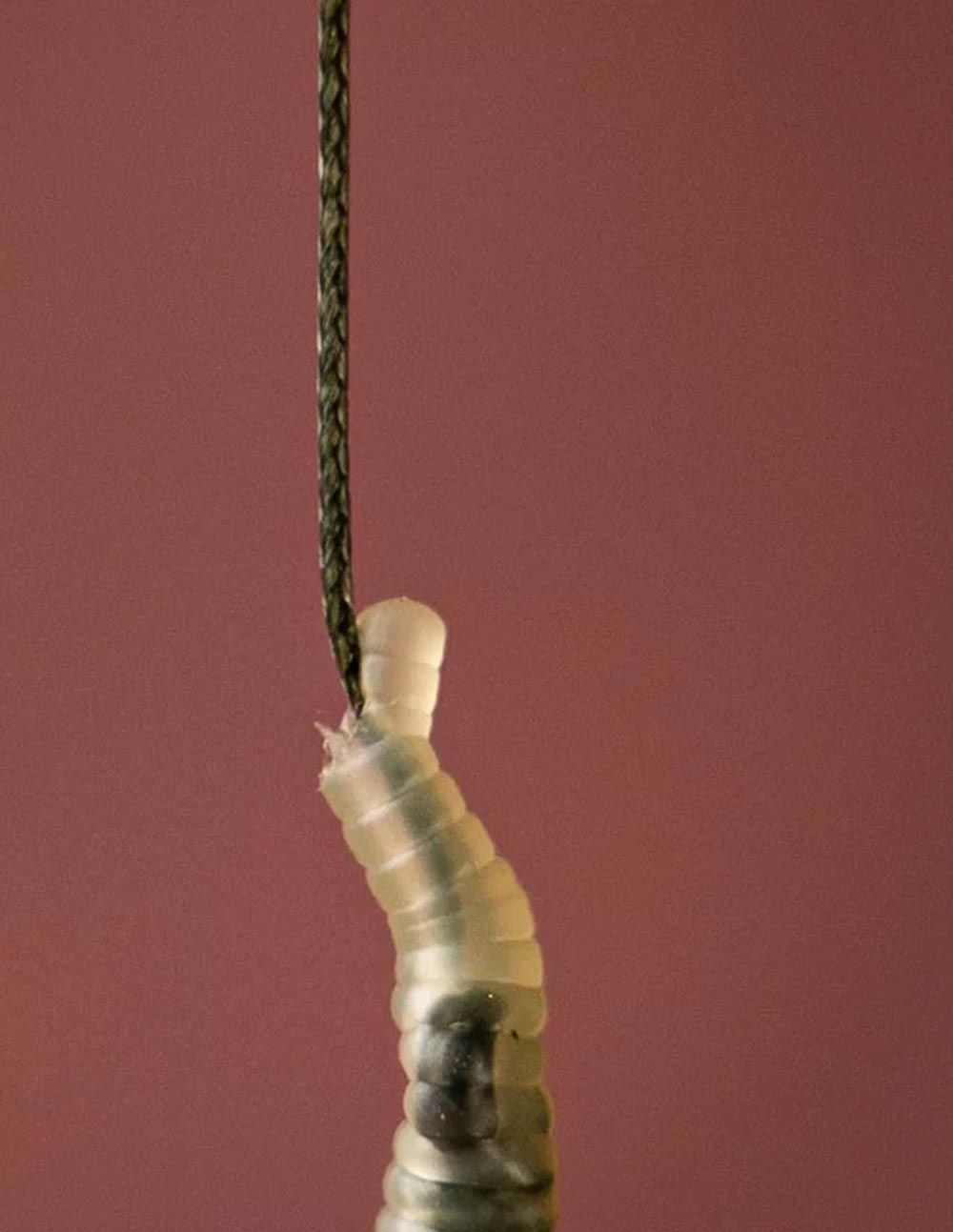 One More Cast AMMO Weed-Silt 50lb - Imagen 4