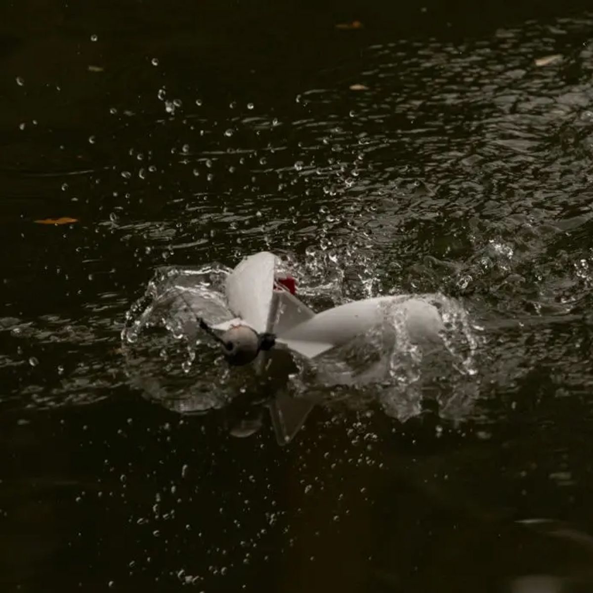 Spomb Mediano Negro - Imagen 4