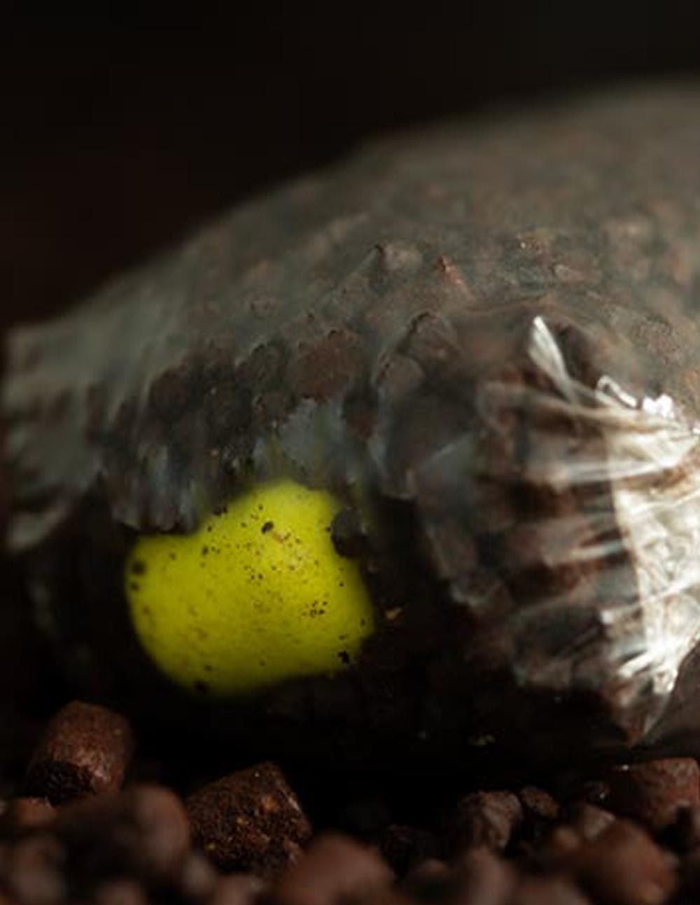 Sticky Baits Pineapple N Butyric Bait Wafters 130gr