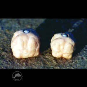 Enterprise Tackle Imitation Dog Biscuit ha sido diseñado para ofrecer una ventaja decisiva en sesiones de carpfishing en superficie.