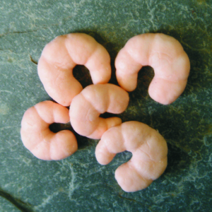 Enterprisetackle Imitation Prawn