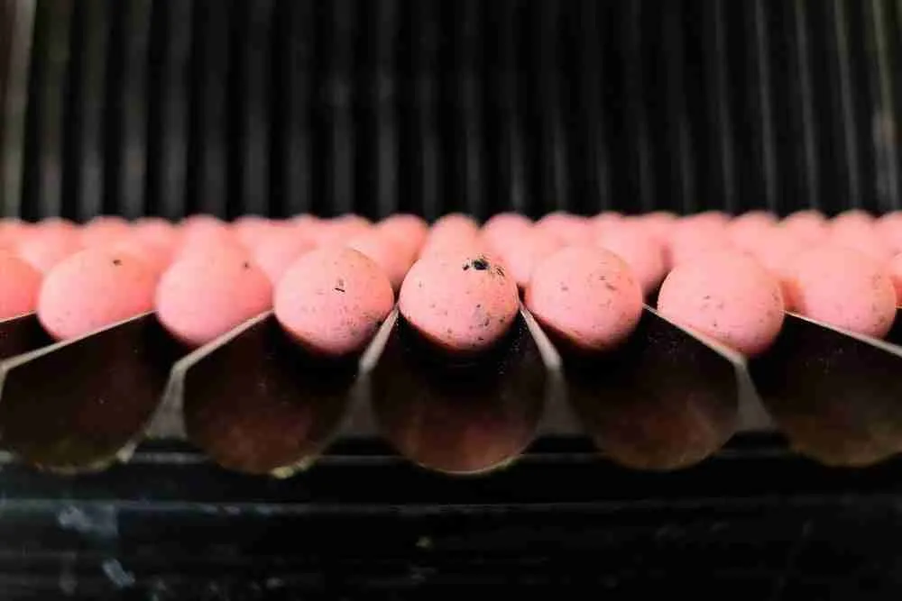 Forgotten Flavours Squid pop-ups 15mm - Imagen 4