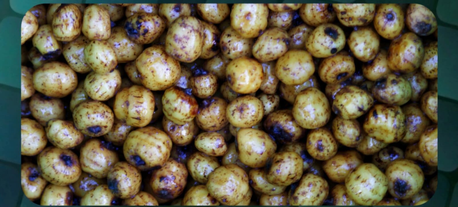 Quality seeds Chufa Estandar 1kg
