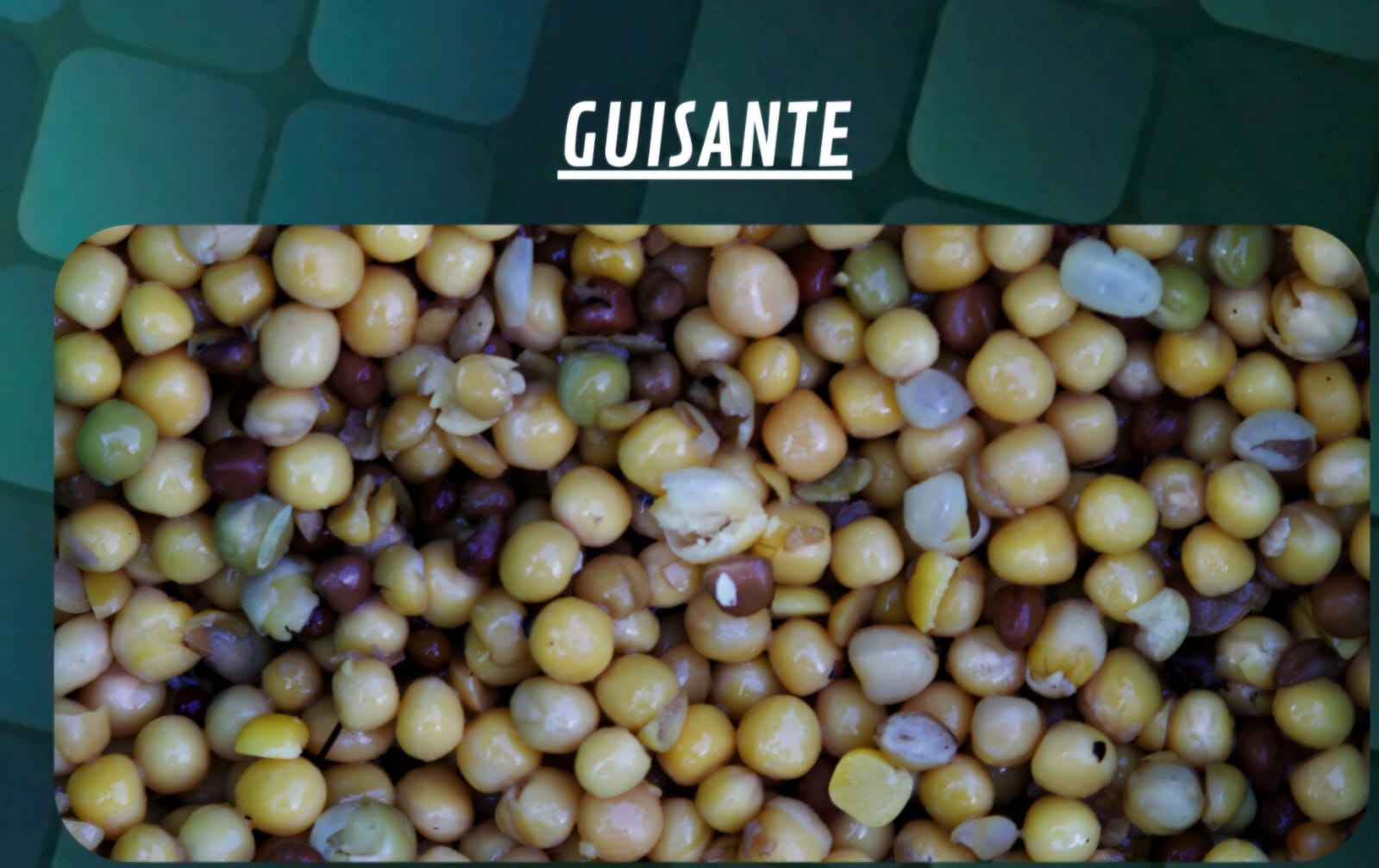 Quality Seeds Guisante 1kg