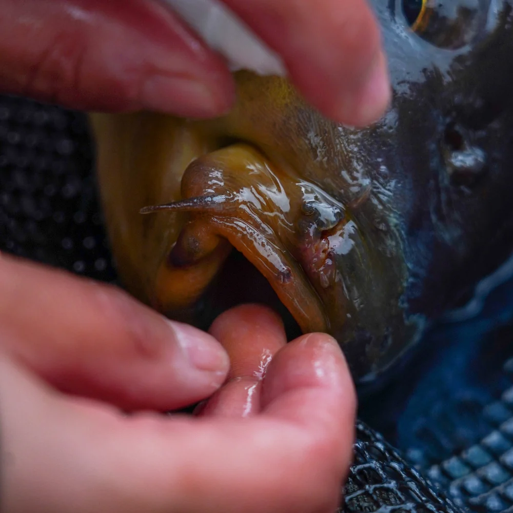 One More Cast Cyproguard - Imagen 4